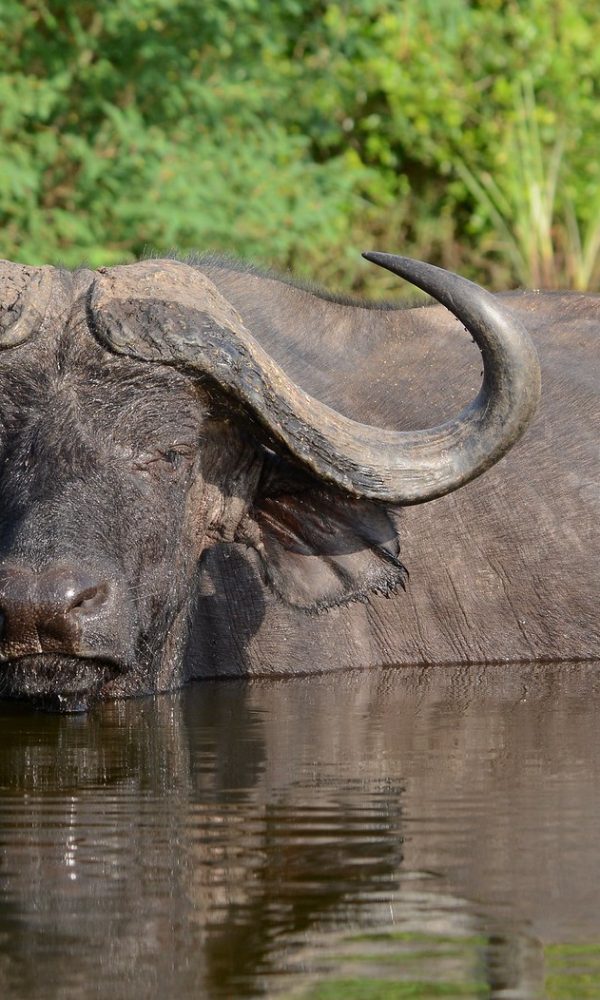 Buffalo In Water