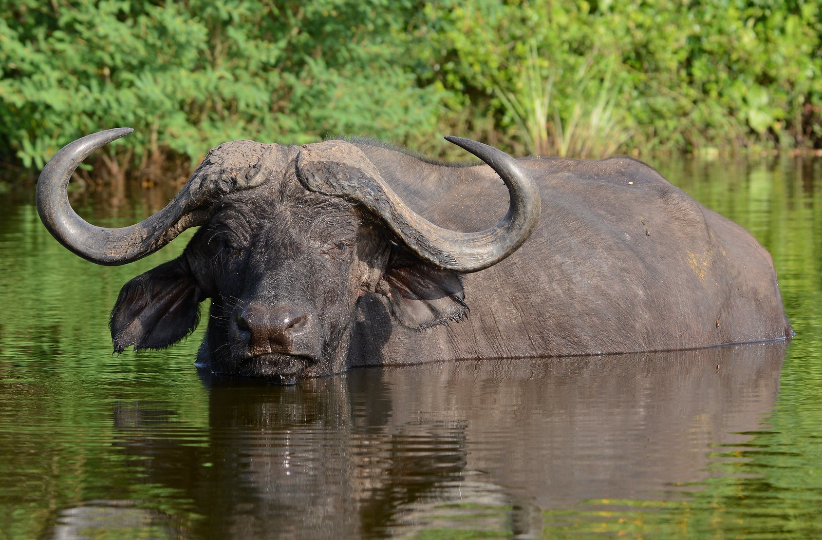 Buffalo In Water