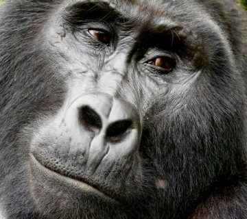 Close up portrait of a mountain gorilla in Bwindi Impenetrable National Park