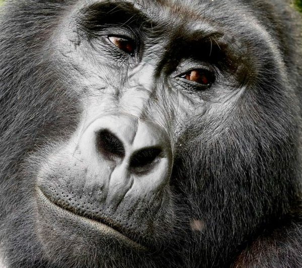 Close up portrait of a mountain gorilla in Bwindi Impenetrable National Park