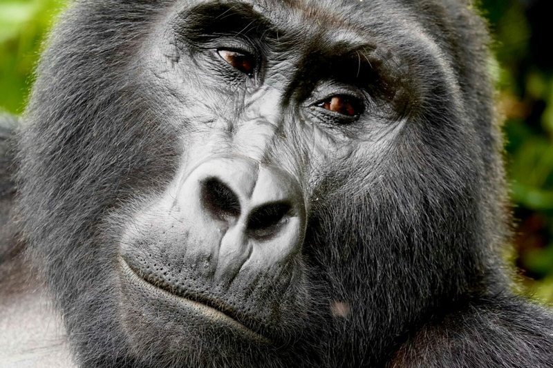 Close up portrait of a mountain gorilla in Bwindi Impenetrable National Park