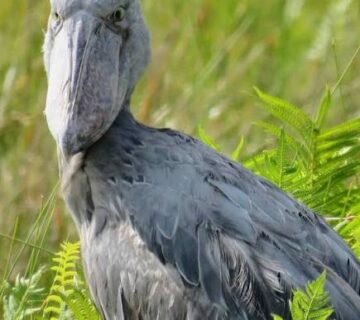 Notes From a Canoe: My Morning With the Shoebill