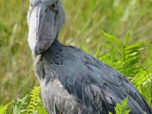Notes From a Canoe: My Morning With the Shoebill