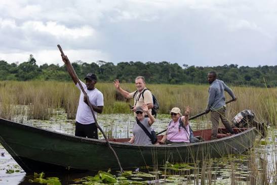 Tourists exploring Mabamba Swamp by canoe while searching for majestic shoebill among papyrus reeds.