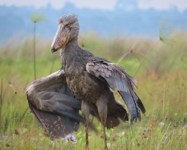 Chasing the Shoebill: A Birder's Guide to Mabamba Swamp