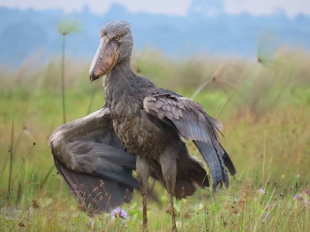 Chasing the Shoebill: A Birder's Guide to Mabamba Swamp