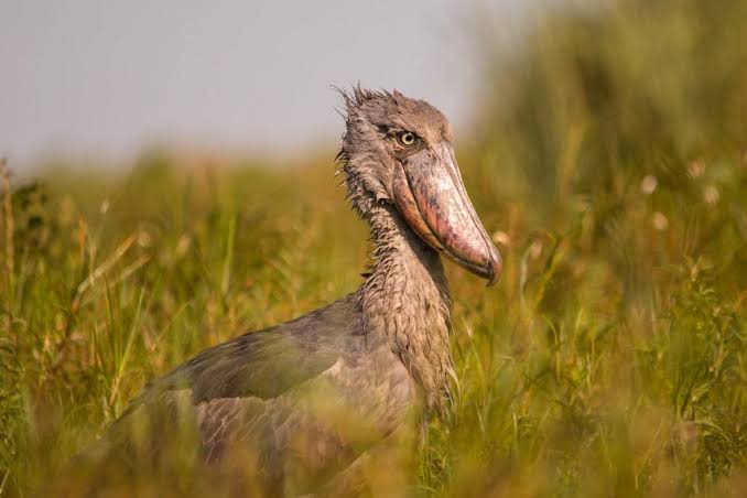 Shoebill standing quietly in Uganda wetland surrounded by papyrus reeds during sunrise birdwatching