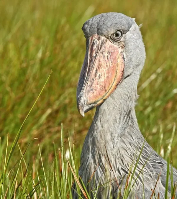 Combining Shoebills With Your Uganda Gorilla Safari