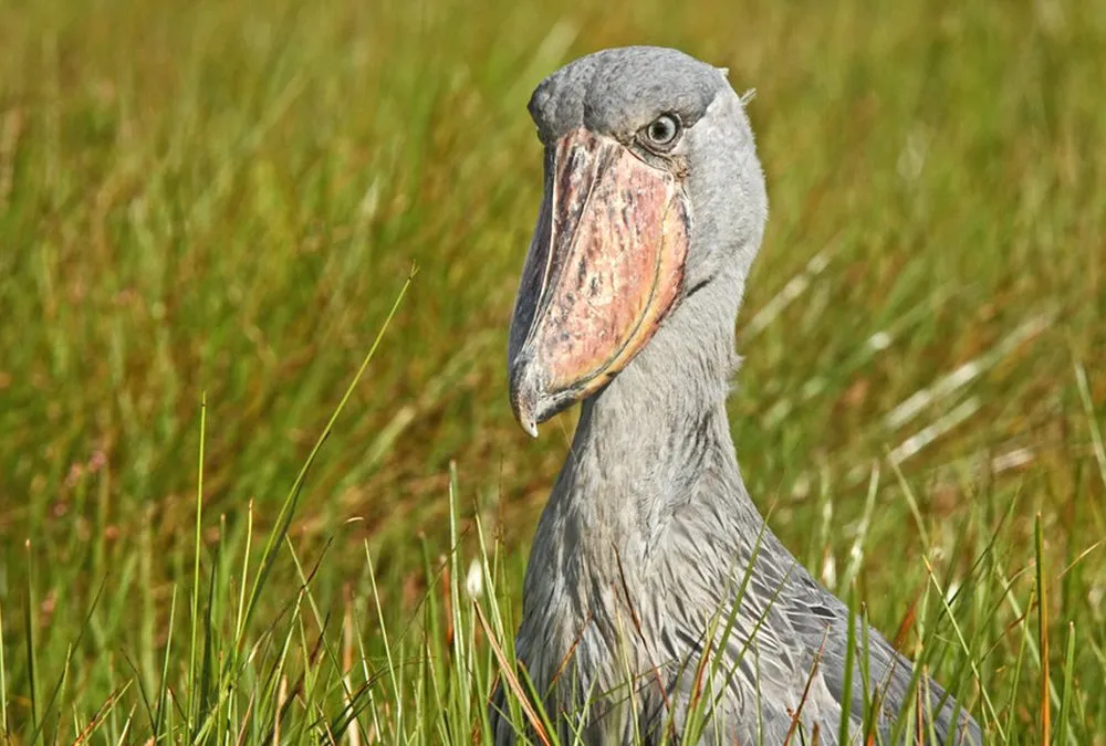 Combining Shoebills With Your Uganda Gorilla Safari