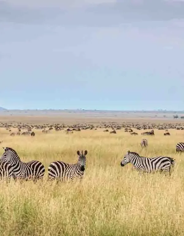 Combining Safari and Birding in the Serengeti Ecosystem