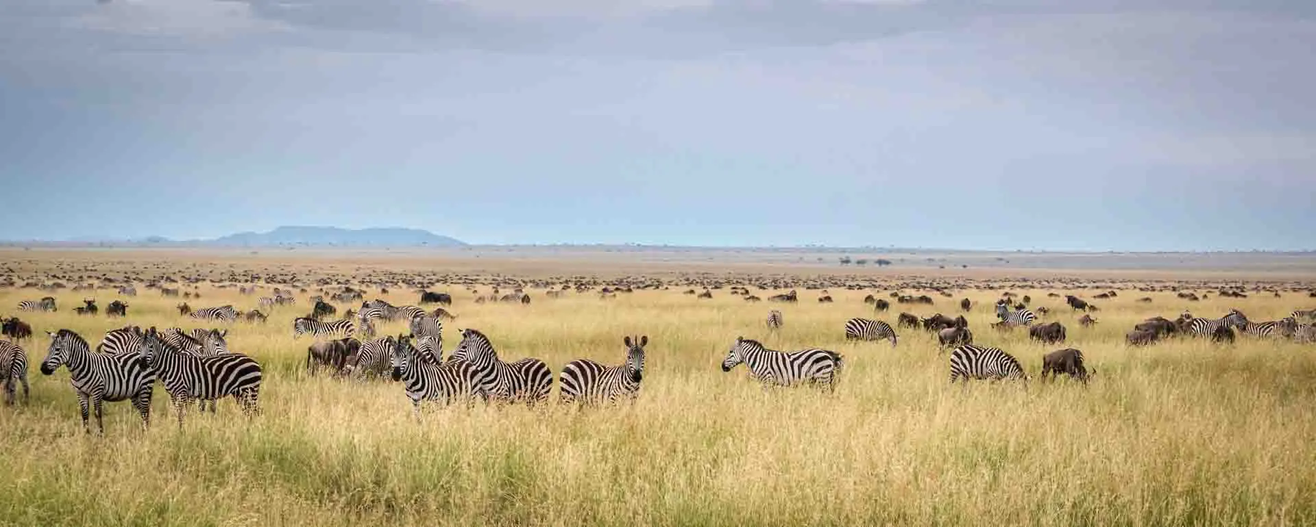 Combining Safari and Birding in the Serengeti Ecosystem