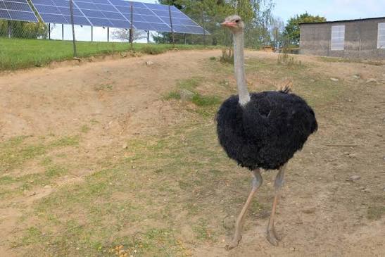 Ostrich: East Africa's Flightless Giant
