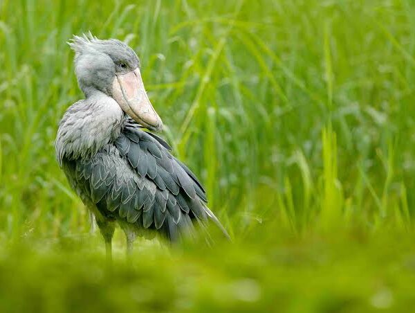 The Complete Guide to Shoebill Stork Watching in Uganda