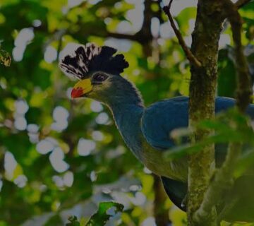 Community Based Birding Tours in Uganda