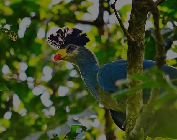 Community Based Birding Tours in Uganda