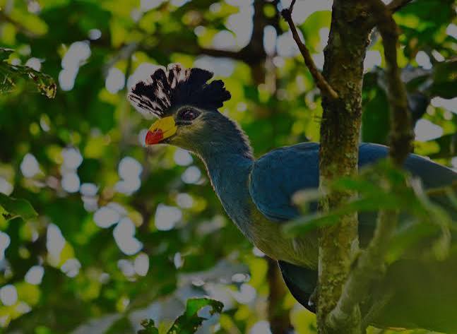 Community Based Birding Tours in Uganda