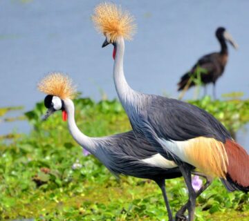 12 Birds to Spot Alongside the Shoebill in Uganda's Wetlands