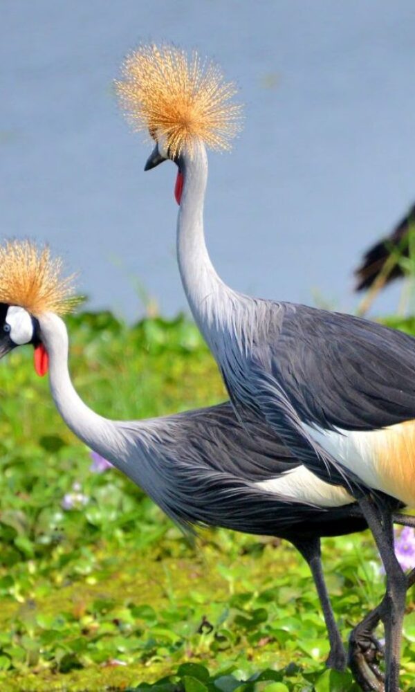 12 Birds to Spot Alongside the Shoebill in Uganda's Wetlands