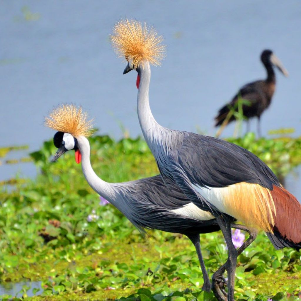 12 Birds to Spot Alongside the Shoebill in Uganda's Wetlands