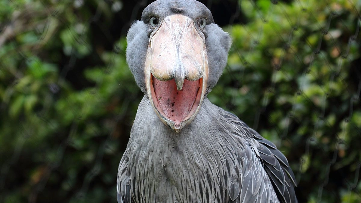 What a Prehistoric Bird Taught Me About Stillness
