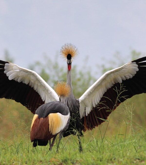 Why Uganda Is Called the 'Pearl of Africa' for Birders