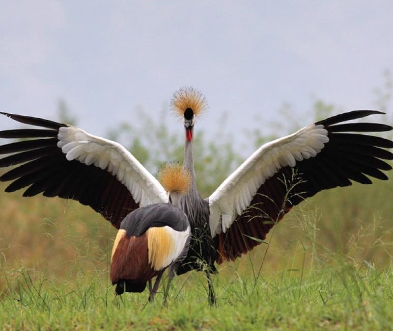 Why Uganda Is Called the 'Pearl of Africa' for Birders