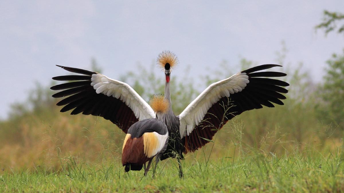 Why Uganda Is Called the 'Pearl of Africa' for Birders
