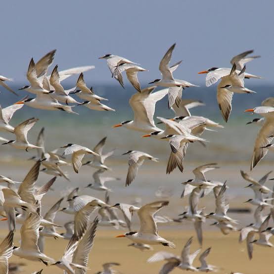 Diani Beach Birding: Coastal Species On Kenya's Shoreline