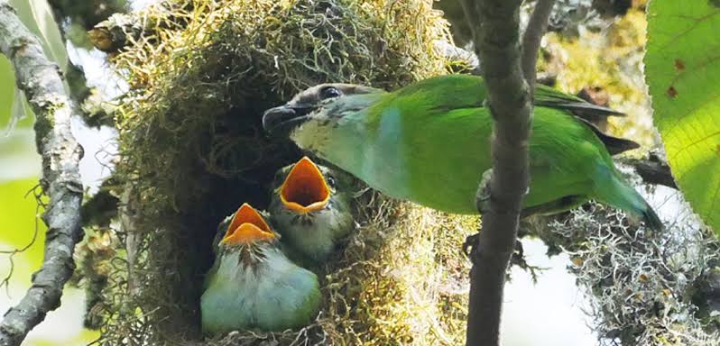 Rare Rwandan birds perched among lush forests, wetlands, and highland habitats during birding adventures.