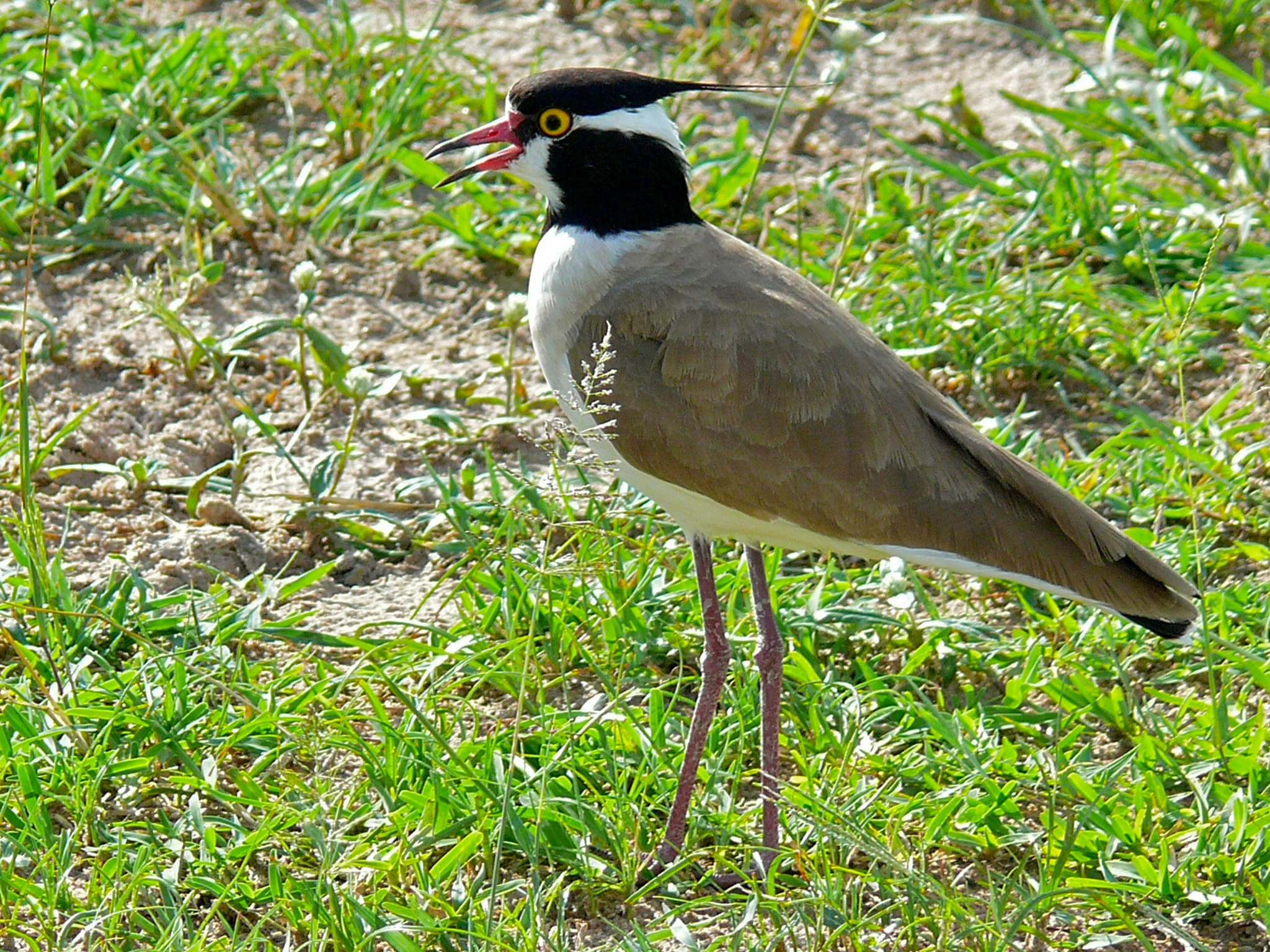 Colorful East African birds resting in diverse natural habitats during a birding adventure