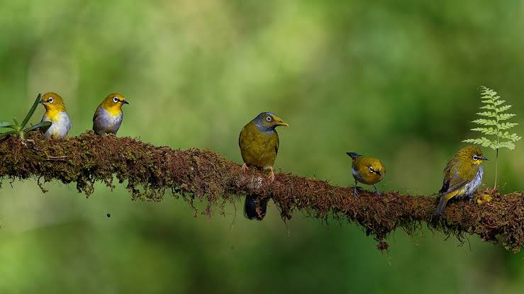 Tanzania birding featuring diverse birds across national parks, wetlands, forests, savannas, and coastal habitats