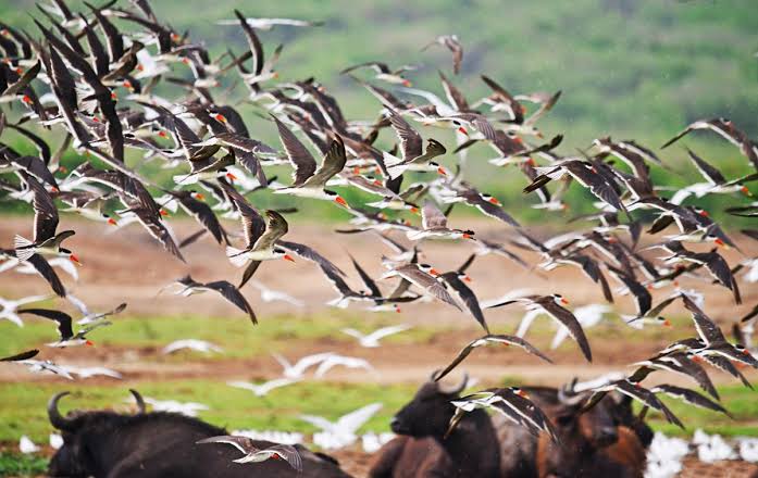 Colorful East African birds across Uganda Kenya Tanzania Rwanda and Ethiopia landscapes