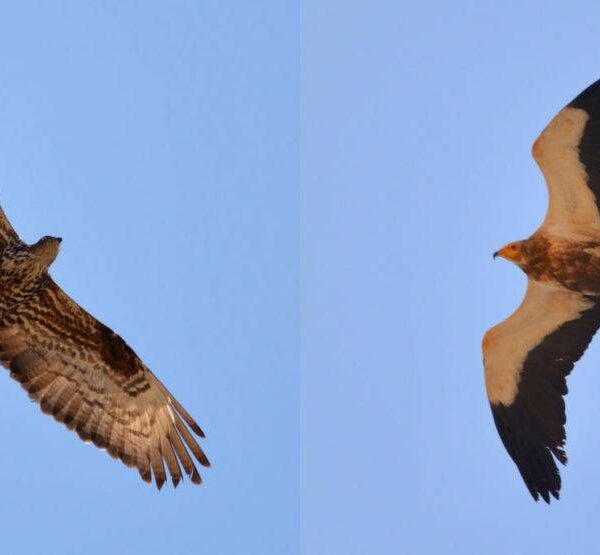 East Africa's Migratory Birds