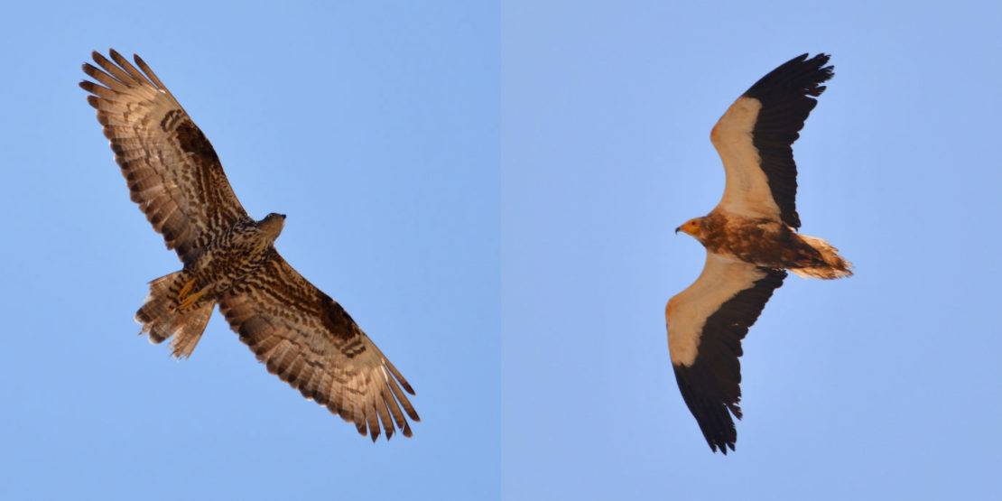 East Africa's Migratory Birds