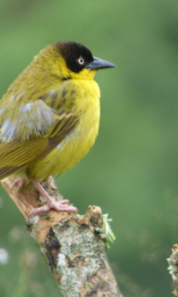 East Africa's Wetland Birding Hotspots Compared