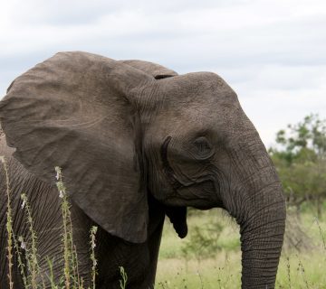 Elephant Portrait