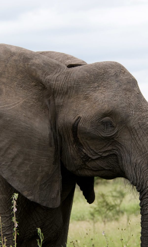 Elephant Portrait