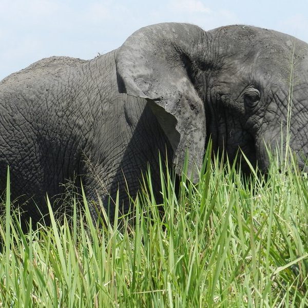 Elephants on the savannah in Samburu National Reserve, Kenya