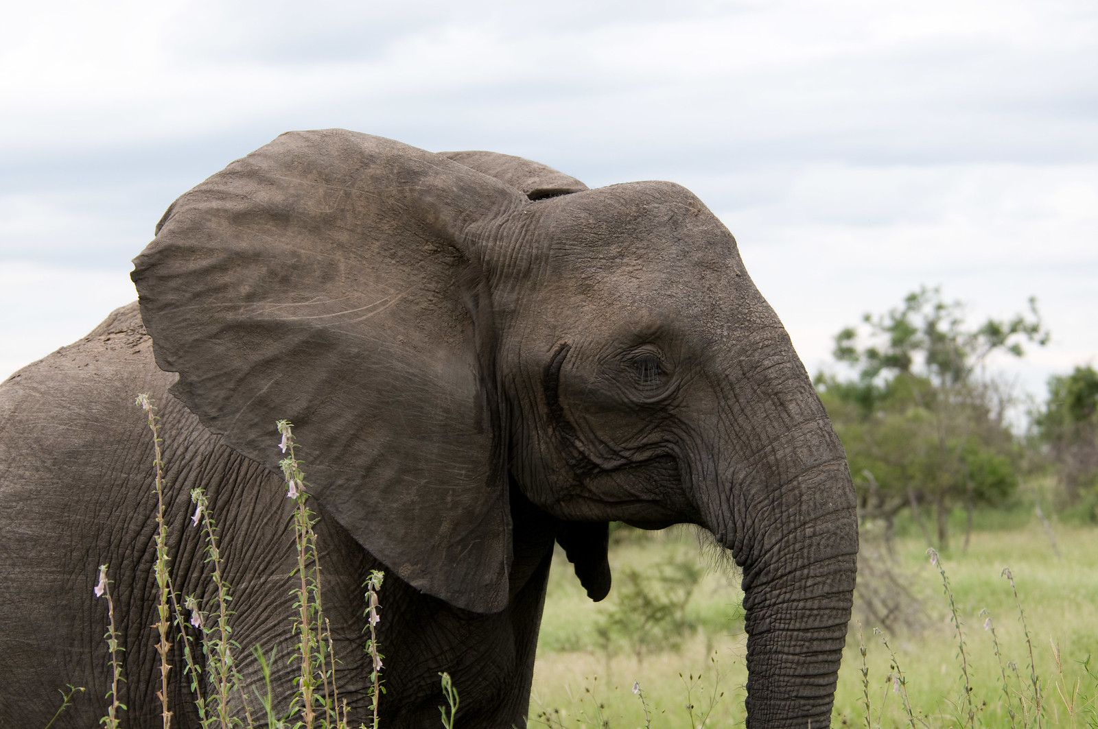 Elephant