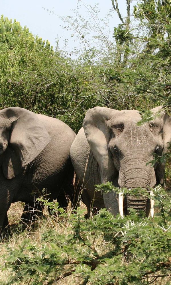 Elephants Uganda