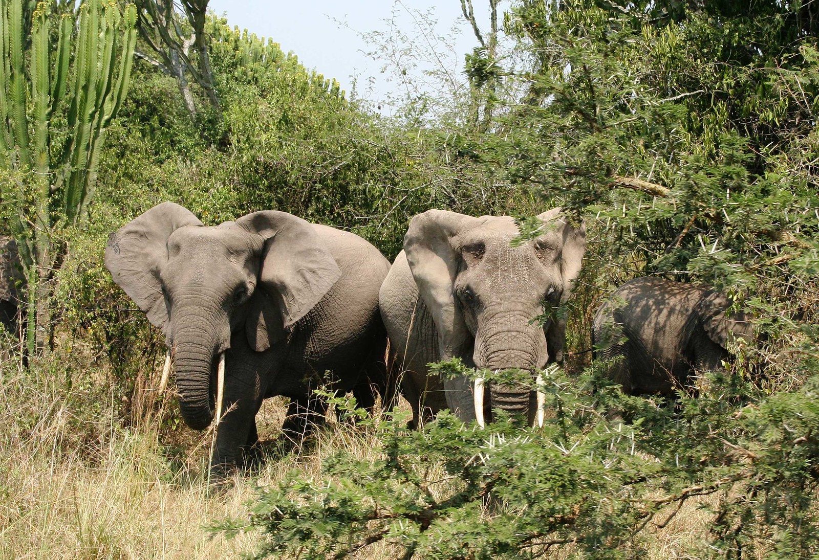 Elephants Uganda
