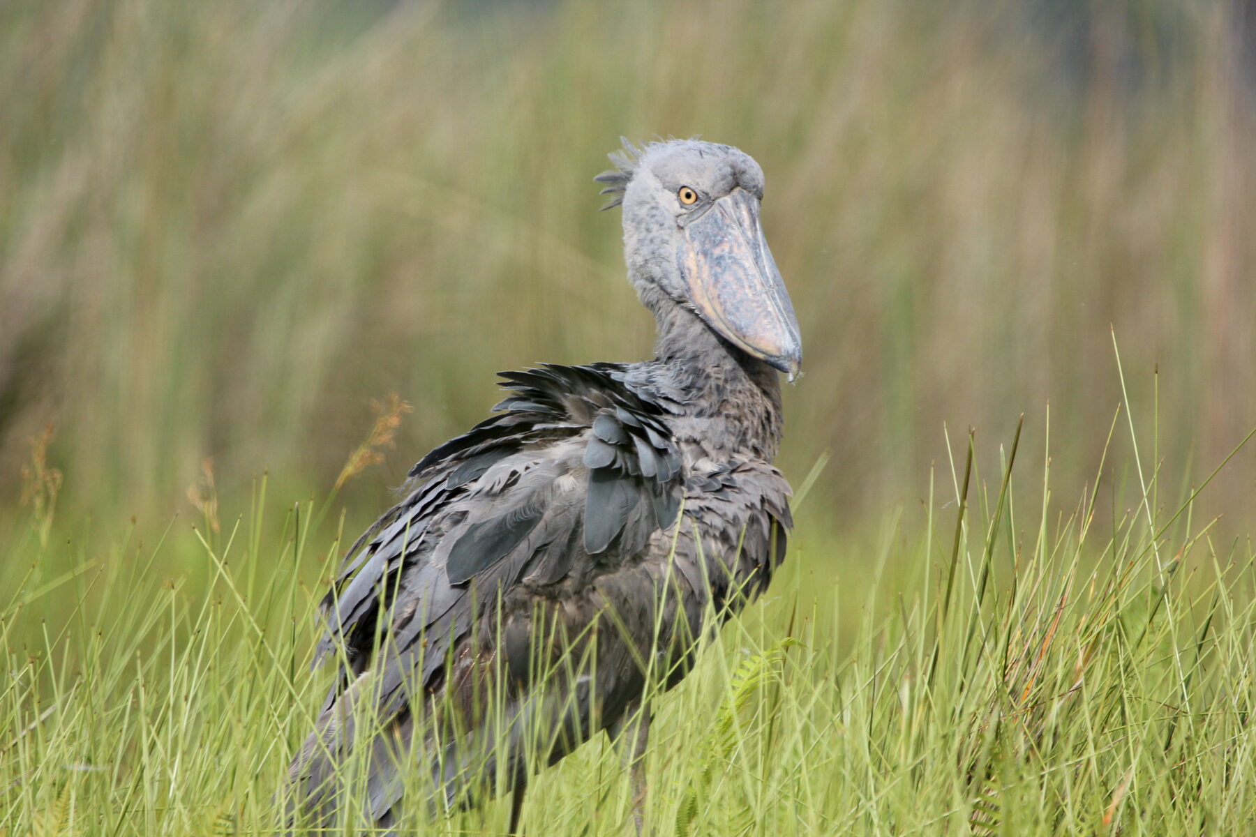 Endemic Bird Areas of East Africa: A Birder's Map