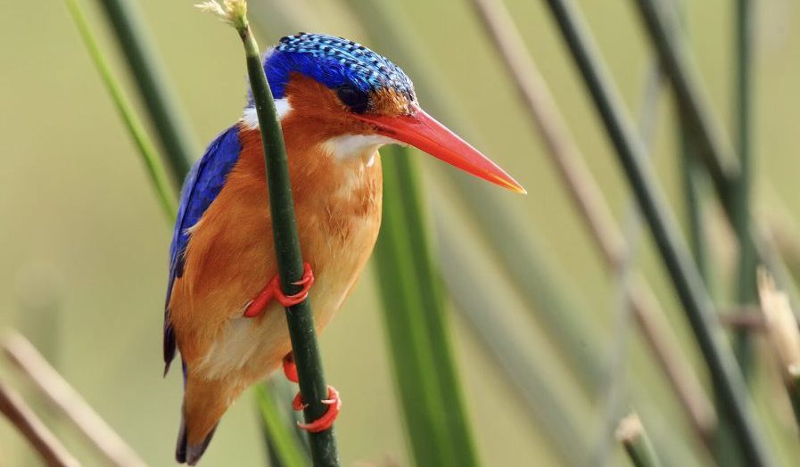 Rare endemic birds flying through East Africa’s mountain forests and diverse natural habitats.