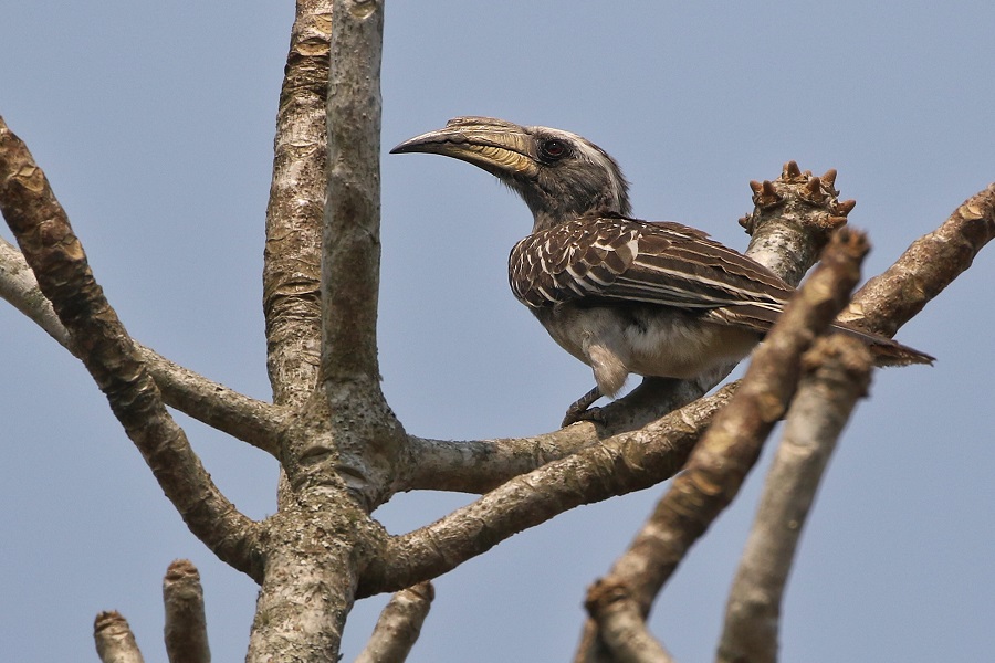 Rare Eastern Arc bird perched among lush Tanzania mountain forest vegetation in Udzungwa Mountains.