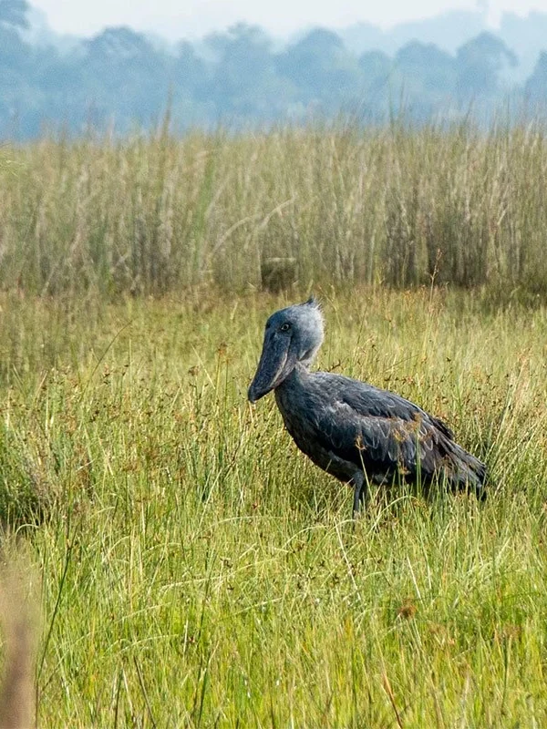 Experience unforgettable shoebill encounters in breathtaking protected wetlands today 