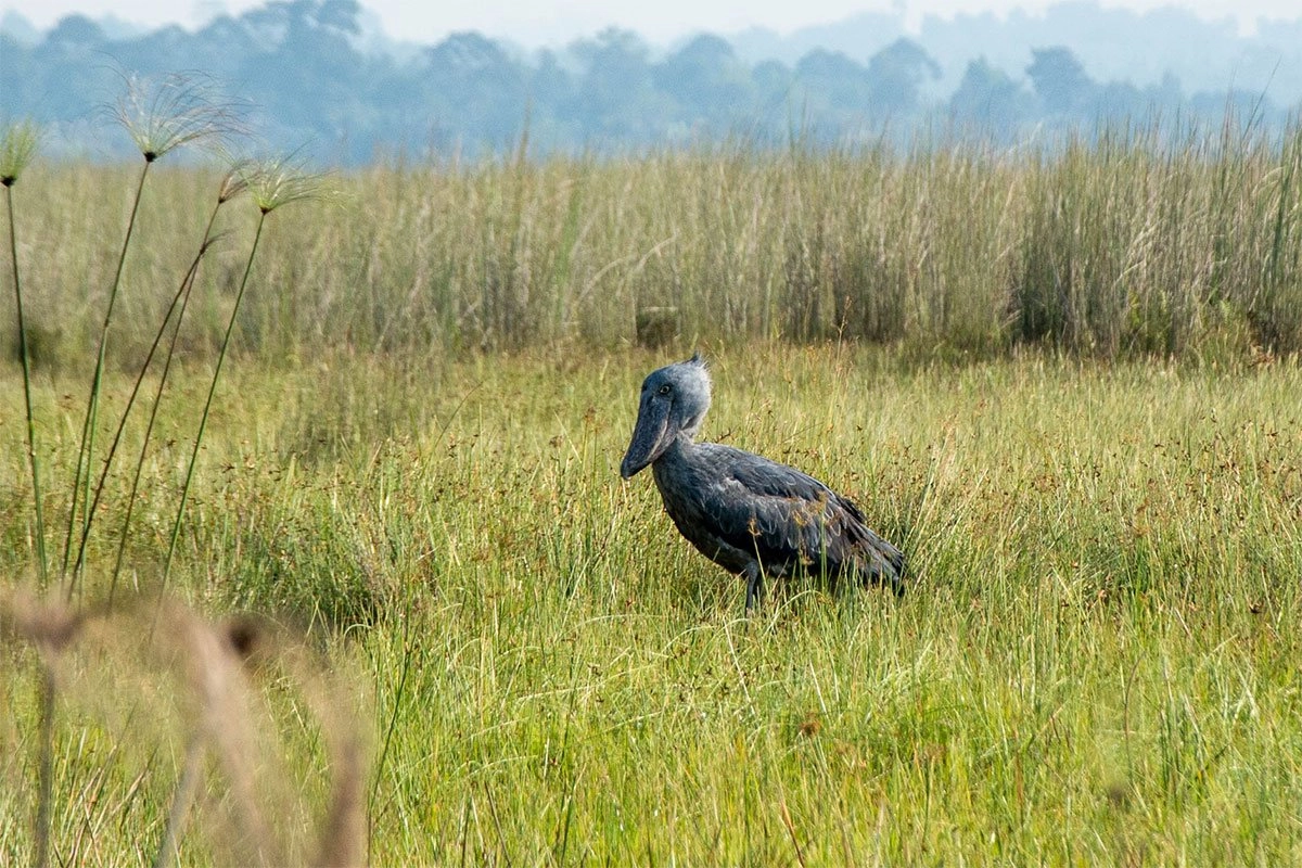Experience unforgettable shoebill encounters in breathtaking protected wetlands today