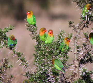 The Fischer's Lovebird: Tanzania's Colorful Endemic