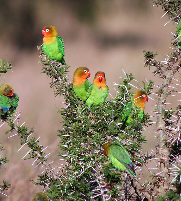 The Fischer's Lovebird: Tanzania's Colorful Endemic