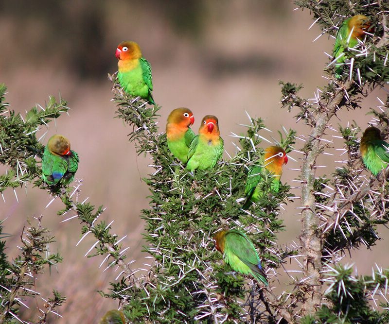 fischers-lovebirds-africa-tanzania The Fischer's Lovebird: Tanzania's Colorful Endemic