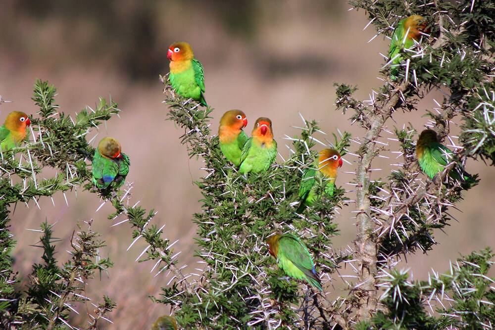 The Fischer's Lovebird: Tanzania's Colorful Endemic